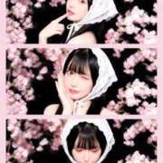 ヒメ日記 2026/04/30 19:02 投稿 みる 若葉