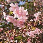 ヒメ日記 2026/03/29 18:26 投稿 高石あかね 五十路マダムエクスプレス横浜店（カサブランカグループ）