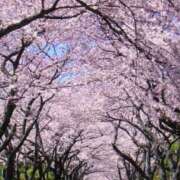 ヒメ日記 2026/04/03 20:06 投稿 高石あかね 五十路マダムエクスプレス横浜店（カサブランカグループ）