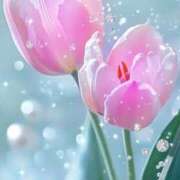 ヒメ日記 2026/04/26 19:24 投稿 高石あかね 五十路マダムエクスプレス横浜店（カサブランカグループ）