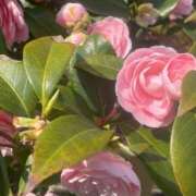 ヒメ日記 2026/03/30 14:50 投稿 一色ゆづき(いっしきゆづき) 鶯谷ナンバーワン