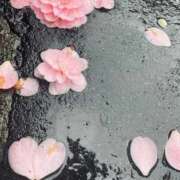 ヒメ日記 2026/04/08 12:50 投稿 一色ゆづき(いっしきゆづき) 鶯谷ナンバーワン