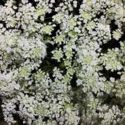 ヒメ日記 2026/04/01 09:44 投稿 ゆきの 大久保おかあちゃんの乳クリ