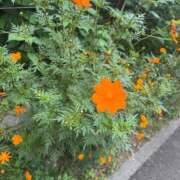 ヒメ日記 2026/09/05 12:19 投稿 ねるりん デザインプリズム新宿