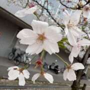 ヒメ日記 2026/04/06 15:34 投稿 れむ clubさくら京橋店