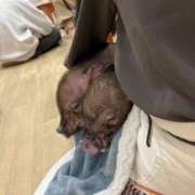 ヒメ日記 2026/04/16 11:33 投稿 石原明日香 お姉さんCLUB