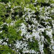 ヒメ日記 2026/03/30 10:34 投稿 上原あまね 東京不倫～とうきょうふりん～