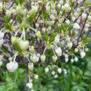 ヒメ日記 2026/04/08 12:38 投稿 上原あまね 東京不倫～とうきょうふりん～