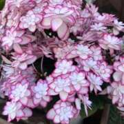 ヒメ日記 2026/04/16 12:34 投稿 上原あまね 東京不倫～とうきょうふりん～