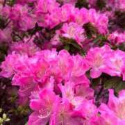 ヒメ日記 2026/04/17 15:08 投稿 上原あまね 東京不倫～とうきょうふりん～