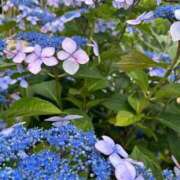 ヒメ日記 2026/06/06 10:18 投稿 上原あまね 東京不倫～とうきょうふりん～