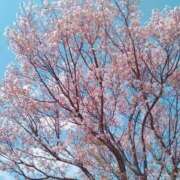 ヒメ日記 2026/04/02 12:40 投稿 まみ ぷるるんマダム 十三店