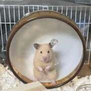 らん 🐹まりーちゃん🐹 Versailles