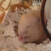 ヒメ日記 2026/04/17 00:01 投稿 らん Versailles