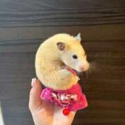 ヒメ日記 2026/04/22 15:31 投稿 らん Versailles