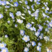 真白りお ぽかぽか🌸 青山ヴェルグ