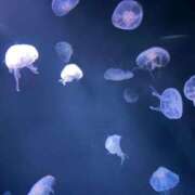 ヒメ日記 2026/03/31 07:41 投稿 Ritsu THE PREMIUM （プレミアム）