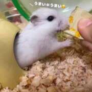 ヒメ日記 2026/04/15 09:52 投稿 ひとみ clubさくら梅田店