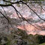 ヒメ日記 2026/04/07 14:45 投稿 こころ 奥様はエンジェル　八王子店