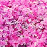 ヒメ日記 2026/04/09 08:48 投稿 和泉 はるか 千葉Grand Mrs.