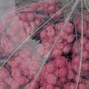 ヒメ日記 2026/04/10 07:35 投稿 まいこ 横浜おかあさん