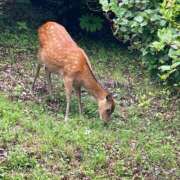 ヒメ日記 2026/09/03 08:42 投稿 にこ 若葉