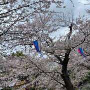 伊吹【いぶき】 花見SEASONも終わり❓ 丸妻 西船橋店