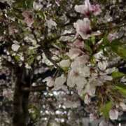 ヒメ日記 2026/04/08 11:50 投稿 まむ コンカフェ×オナクラ @LOVE日本橋店