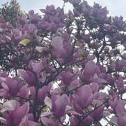 ヒメ日記 2026/03/28 17:32 投稿 ゆうか店頭パネル なでしこ(十三)