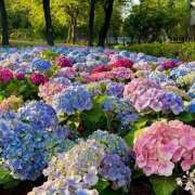 ヒメ日記 2026/04/01 12:35 投稿 ゆうか店頭パネル なでしこ(十三)