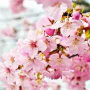 ヒメ日記 2026/04/03 09:11 投稿 ゆうか店頭パネル なでしこ(十三)