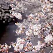 ヒメ日記 2026/04/08 09:16 投稿 ゆうか店頭パネル なでしこ(十三)