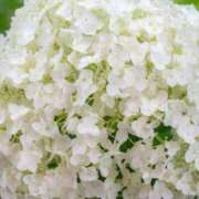 ゆうか店頭パネル 生憎の雨ですが・・・ なでしこ(十三)