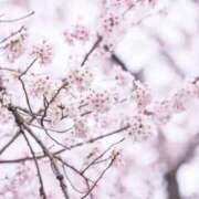 ゆうか店頭パネル 桜ほとんど散りましたね なでしこ(十三)