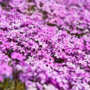 ヒメ日記 2026/04/20 11:42 投稿 ゆうか店頭パネル なでしこ(十三)