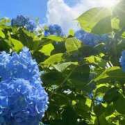 ヒメ日記 2026/04/23 09:30 投稿 ゆうか店頭パネル なでしこ(十三)