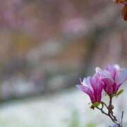 ヒメ日記 2026/04/28 09:15 投稿 ゆうか店頭パネル なでしこ(十三)