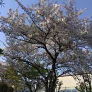 ヒメ日記 2026/04/08 16:18 投稿 みさき 完熟とまと(十三)