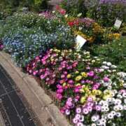 ヒメ日記 2026/04/13 21:42 投稿 みさき 完熟とまと(十三)