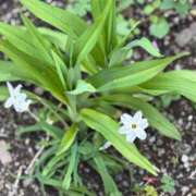 ヒメ日記 2026/03/29 09:42 投稿 華岡こと 五十路マダム 浜松店(カサブランカグループ)