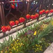 ヒメ日記 2026/04/12 16:58 投稿 ひつじ ハピネス＆ドリーム福岡