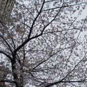 ヒメ日記 2026/03/31 11:36 投稿 はな ナチュラルプリンセス