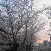ヒメ日記 2026/03/30 11:01 投稿 すみれ でりどす