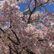 ヒメ日記 2026/03/31 11:00 投稿 すみれ でりどす