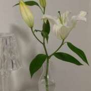 ヒメ日記 2026/03/31 19:30 投稿 すみれ でりどす