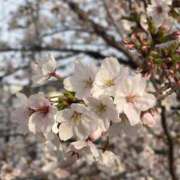 ヒメ日記 2026/04/02 13:57 投稿 すみれ でりどす