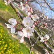 ヒメ日記 2026/03/27 23:18 投稿 ゆめ 多恋人倶楽部（山口）