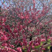 ヒメ日記 2026/03/28 12:50 投稿 あかり 奥鉄オクテツ和歌山