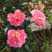 ヒメ日記 2026/03/30 19:50 投稿 あかり 奥鉄オクテツ和歌山