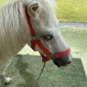 ヒメ日記 2026/04/02 13:10 投稿 あかり 奥鉄オクテツ奈良